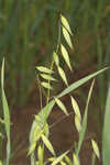 Common oat <BR>Oat